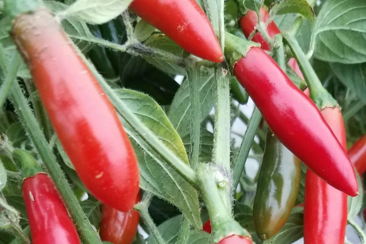 Serrano Tampiqueno Hot Pepper Seeds (Capsicum annuum) 250mg - Spicy & Flavorful for Salsas
