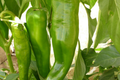 Ancho Poblano Hot Pepper Seeds (Capsicum annuum) - 250mg, Mild 1,000-1,500 SHU