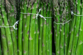 Mary Washington Asparagus Seeds - 50 Seeds, Heirloom Perennial Vegetable, Non-GMO