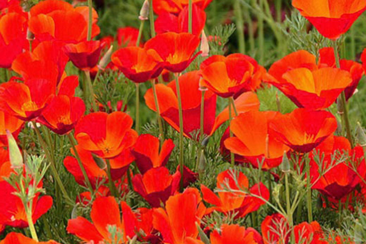 Red Chief California Poppy Seeds - Red-Orange Blooms, Drought-Tolerant, Pollinator Friendly