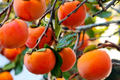 Japanese Fuyu Persimmon Unrooted Cuttings (5) – Diospyros kaki, Easy to Grow
