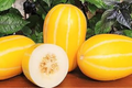 Korean Melon Seeds - 120+ Non-GMO Heirloom Cucumis melo var. makuwa