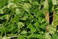 Cilantro Seeds (Coriander) - 1000 Non-GMO Heirloom Seeds | Coriandrum sativum, Culinary Herb