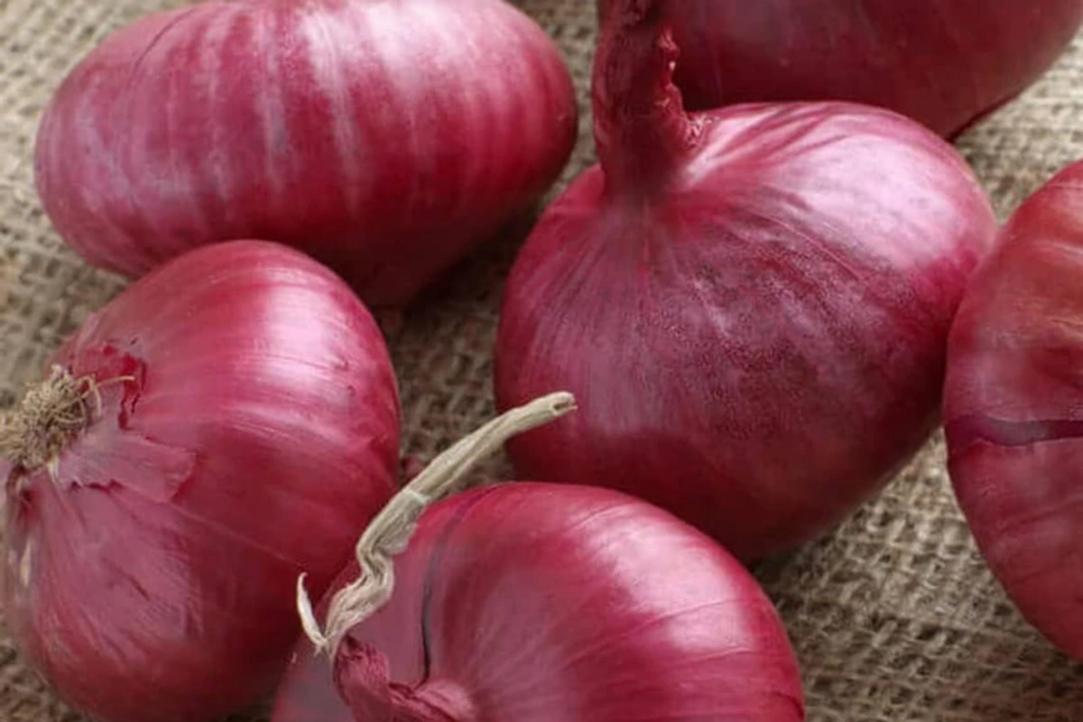 Southport Red Globe Onion Seeds - Allium cepa Heirloom (250mg)
