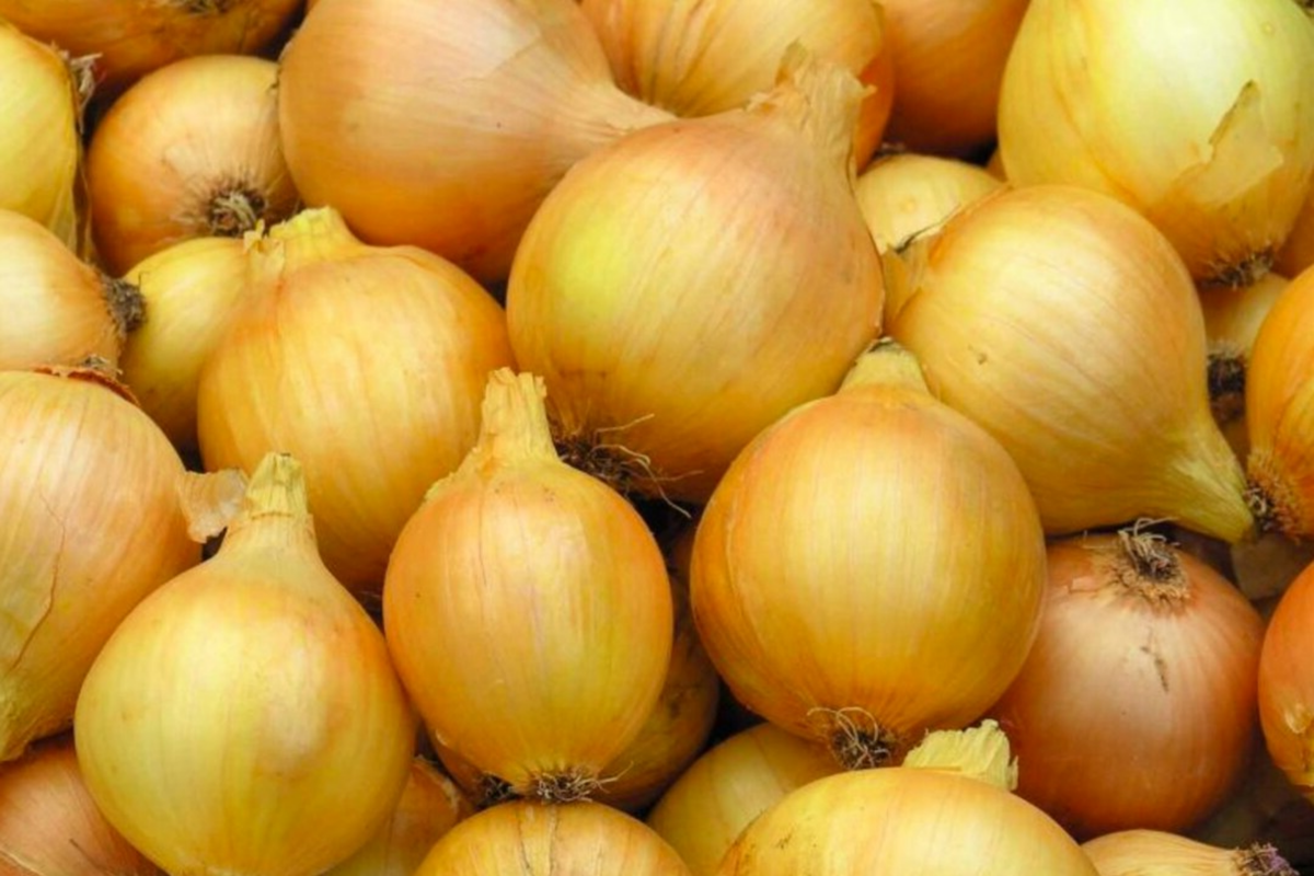 Utah Yellow Sweet Spanish Onion Seeds (Allium cepa) - 250mg | Heirloom, Mild Flavor, Large Bulbs