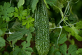 Bitter Melon Dark Jade Hybrid Seeds (Momordica charantia) - 5 Seeds