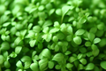 Cress Curled Seeds Lepidium sativum – Peppery Garden Cress, 1g (Approx. 500 Seeds) for Microgreens & Salad Greens