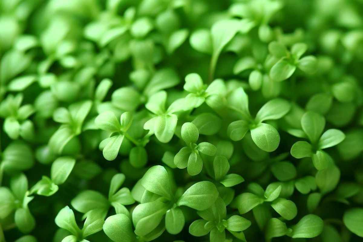 Cress Curled Seeds Lepidium sativum – Peppery Garden Cress, 1g (Approx. 500 Seeds) for Microgreens & Salad Greens
