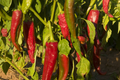 Ms. Junie Hot Pepper Seeds Capsicum annuum – Medium Heat, Green to Red, 70-85 Days