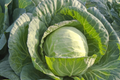 Cabbage Danish Ballhead Seeds - Brassica oleracea, Heirloom, Compact Head 5-7 lb