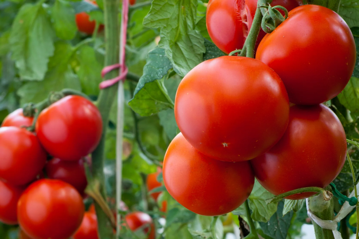 Tomato Super Sioux Seeds - Solanum lycopersicum, Heirloom, Heat-Tolerant, 100mg