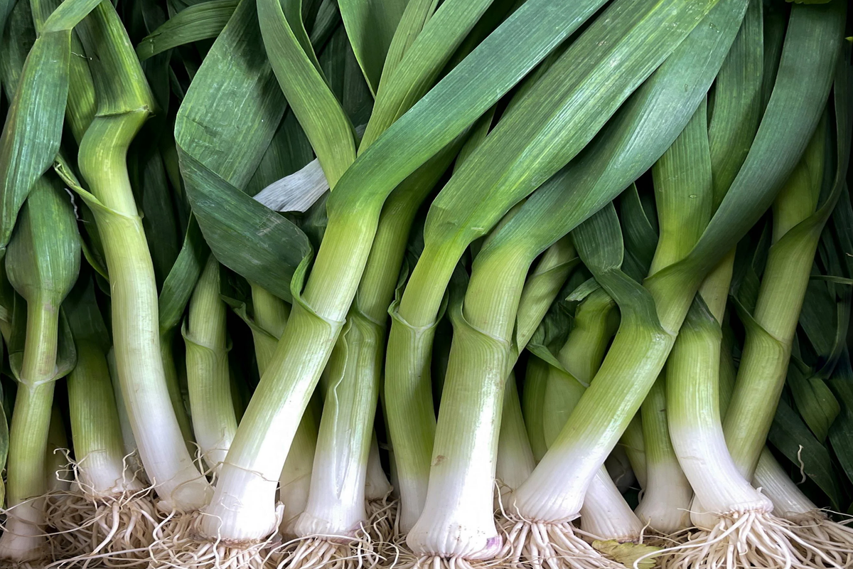 Onion White Lisbon Bunching Seeds Allium cepa | Fresh Green Scallions, Heirloom, Non-GMO