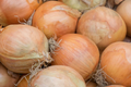 Onion Sweet Spanish Colorado #6 Seeds (Allium cepa) - 250mg Non-GMO, Large Globe Bulbs