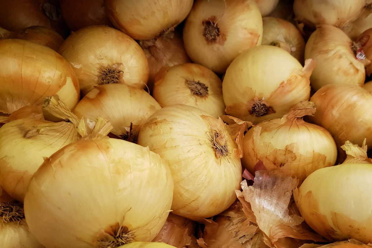 Onion Texas Grano 502 Seeds - Allium cepa (250mg) Non-GMO, Sweet Globe Onion