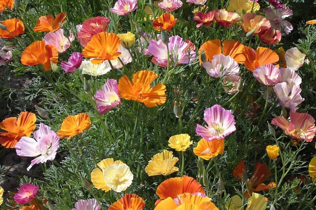 Ballerina Mix California Poppy Seeds | Multicolor Blooms, Drought-Tolerant