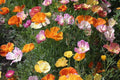 Ballerina Mix California Poppy Seeds | Multicolor Blooms, Drought-Tolerant