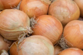 Onion Blanco Duro Seeds Allium cepa - White Globe Onion, Non-GMO, 250mg