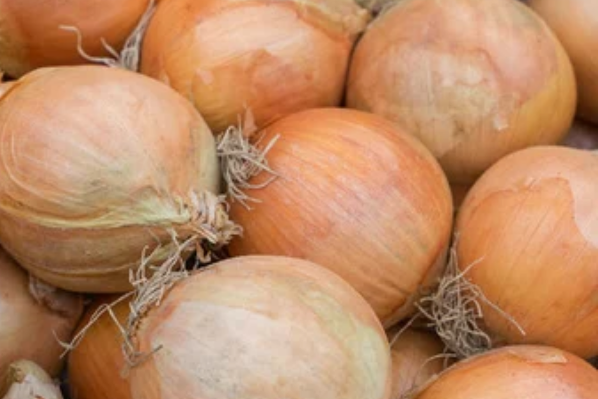 Onion Blanco Duro Seeds Allium cepa - White Globe Onion, Non-GMO, 250mg