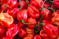 Habanero Caribbean Red Pepper Seeds (Capsicum chinense) - 250mg, Non-GMO