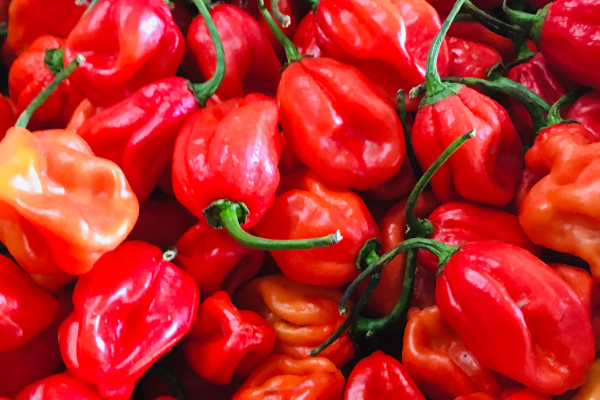 Habanero Caribbean Red Pepper Seeds (Capsicum chinense) - 250mg, Non-GMO