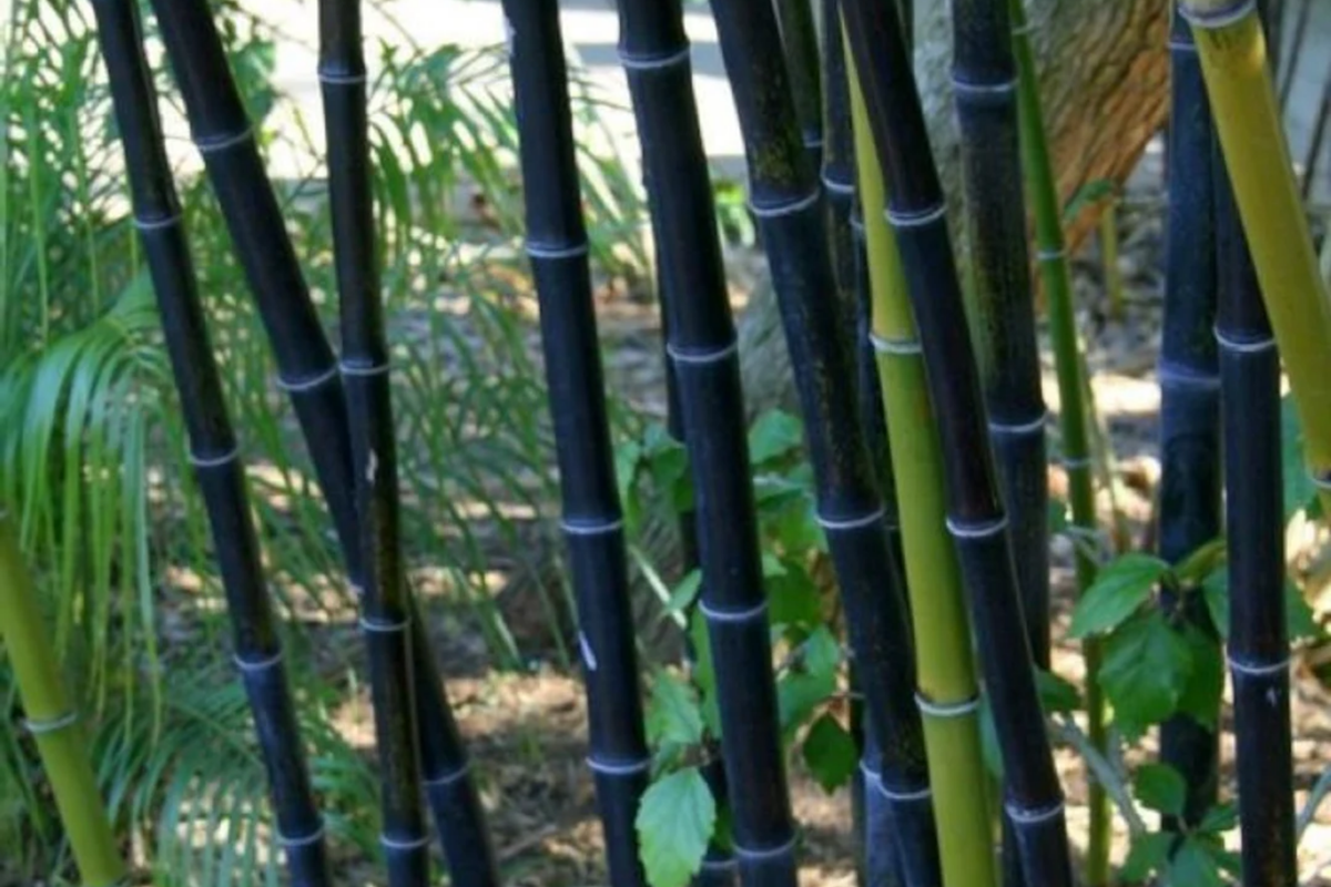 Black Timber Bamboo Phyllostachys nigra Bare Root Rhizomes - 2 Live Roots