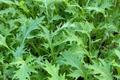 Mizuna Spinach Early Seeds (Brassica rapa var. Japonica) - 500mg, Non-GMO