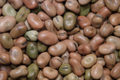 Fava Bean Seeds (Vicia faba) - Heirloom Broad Beans, 1/4 oz (10-12 seeds)