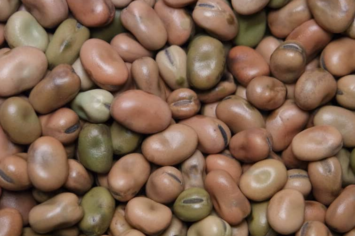 Fava Bean Seeds (Vicia faba) - Heirloom Broad Beans, 1/4 oz (10-12 seeds)