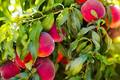 Red Skin Peach Tree (Prunus persica) Bare Root - 2-3 ft Tall Live Fruit Tree