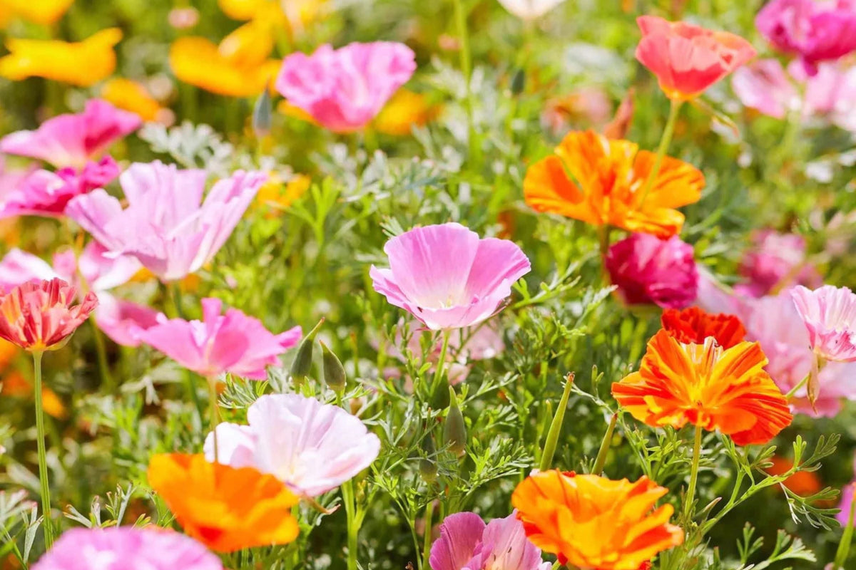 Ballerina Mix California Poppy Seeds | Multicolor Blooms, Drought-Tolerant