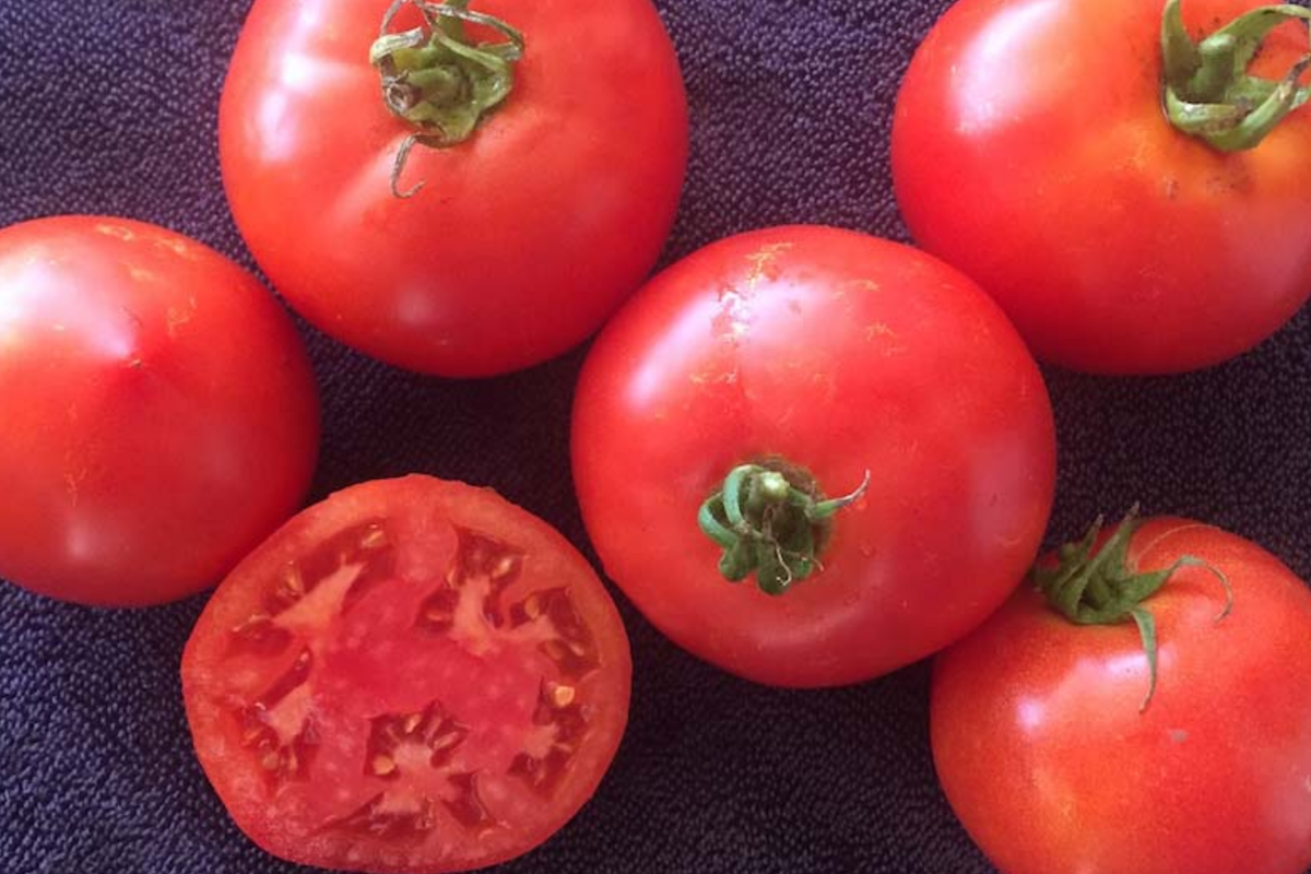 VR Moscow Tomato Seeds - Heirloom, Disease-Resistant Solanum lycopersicum, 100mg