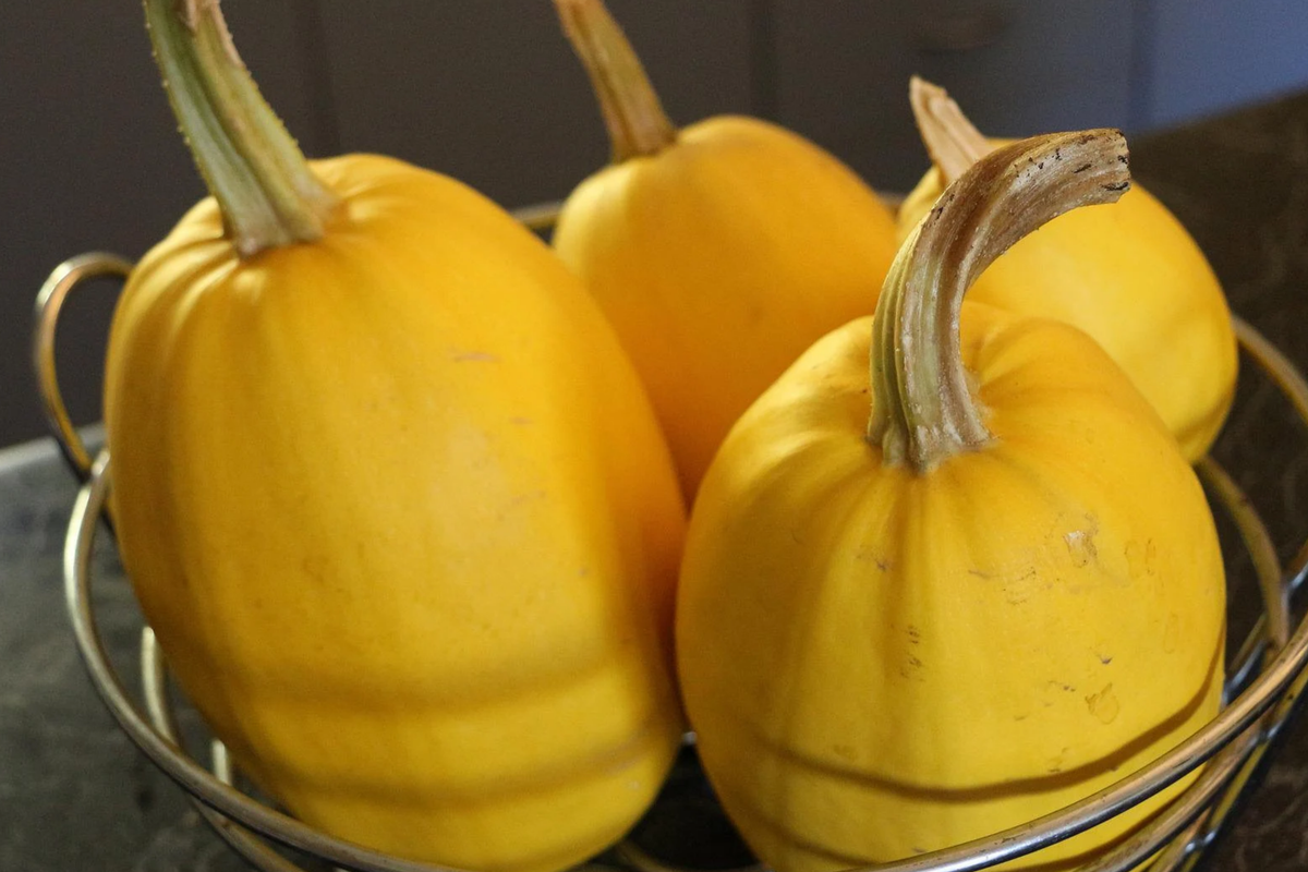 Spaghetti Winter Squash Seeds (Cucurbita pepo) - Non-GMO, Heirloom, 1g