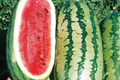Jubilee Watermelon Seeds - Citrullus lanatus (1g) Heirloom, Non-GMO, High Yield