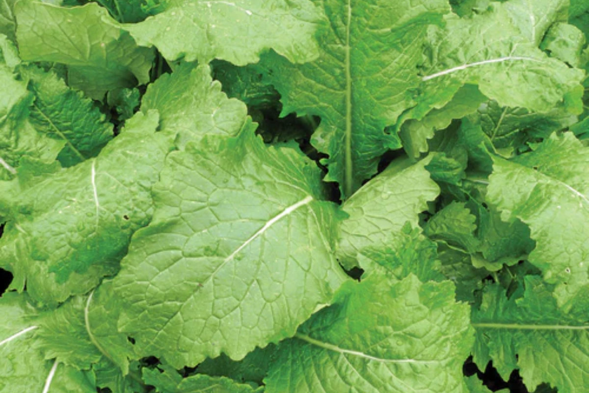 Turnip Seven Top Seeds - Brassica rapa | Leafy Greens, Heirloom, Non-GMO, 1g