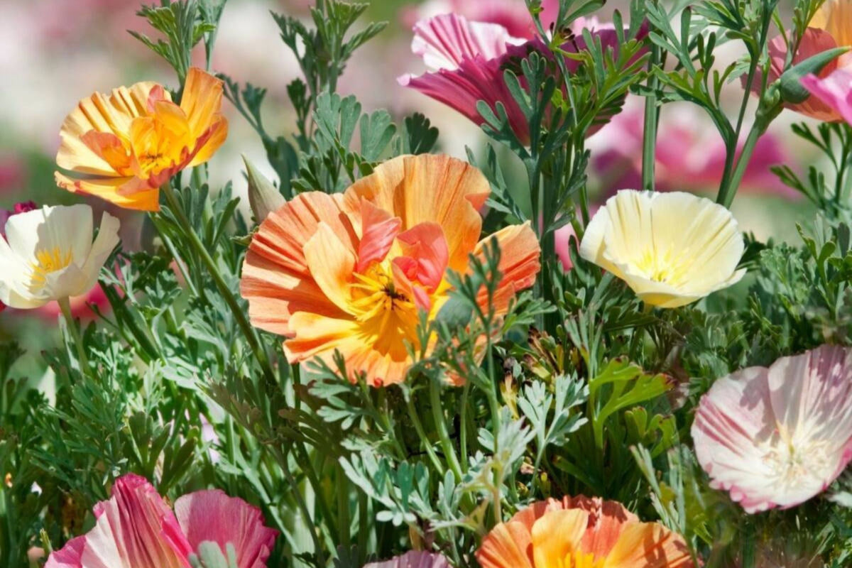 Ballerina Mix California Poppy Seeds | Multicolor Blooms, Drought-Tolerant