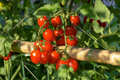Tomato Red Cherry Seeds – Solanum lycopersicum, Heirloom, 100mg