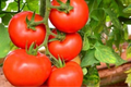 Tomato Ace 55 Seeds - Heirloom, Low-Acid Solanum lycopersicum (100mg Pack)