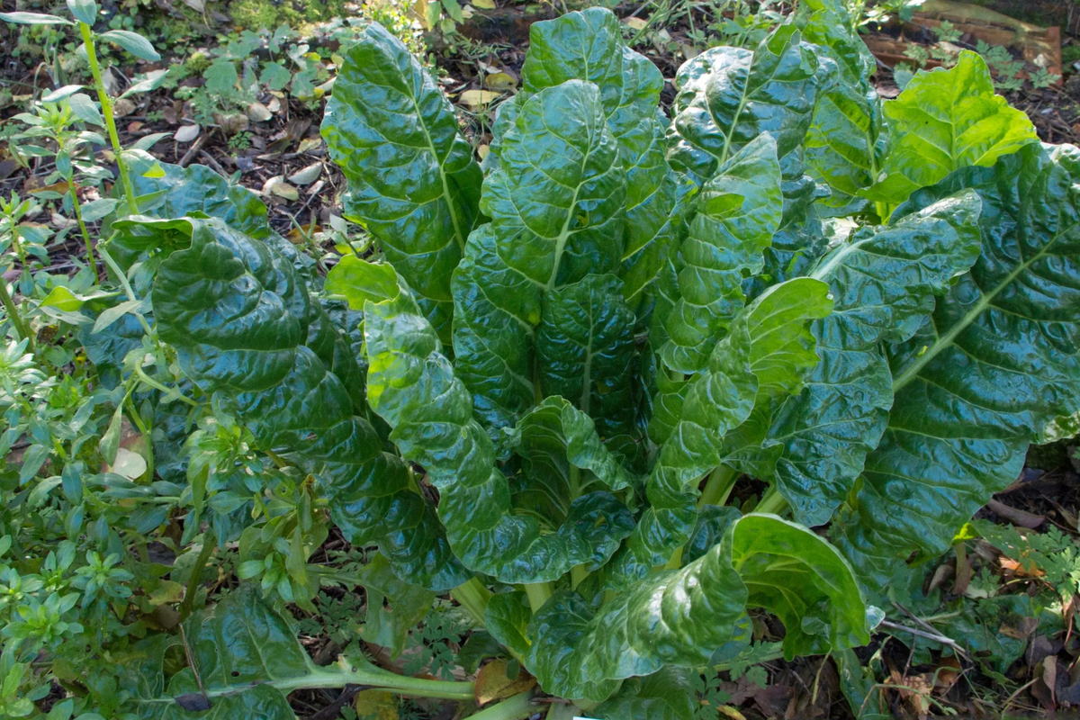 Swiss Chard Fordhook Seeds (1g) - Heirloom Beta vulgaris, High-Yield Green
