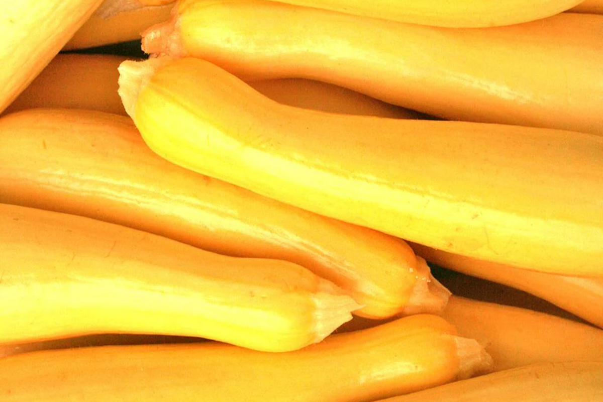 Early Summer Crookneck Squash Seeds (Cucurbita pepo) - 10 Non-GMO, High-Yield