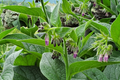 Russian Comfrey Bocking 4 Live Root Cuttings – Perennial Plant