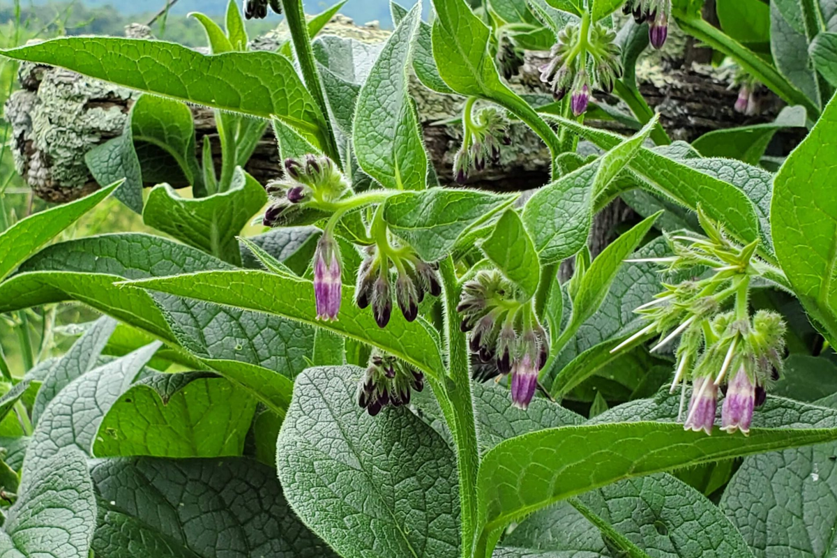 Russian Comfrey Bocking 4 Live Root Cuttings – Perennial Plant