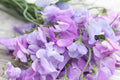 Royal Lavender Sweet Pea Seeds - Fragrant Climbing Vine, 80 Days, Pollinator Garden