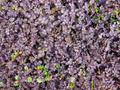 Purple New Zealand Burr Acaena inermis 'Purpurea' - 4-Inch Live Plant