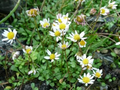 Miniature Mat Daisy Bellium minutum - 4-Inch Live Plant