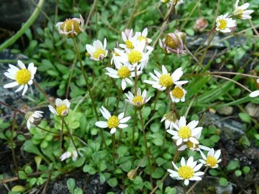 Miniature Mat Daisy Bellium minutum - 4-Inch Live Plant