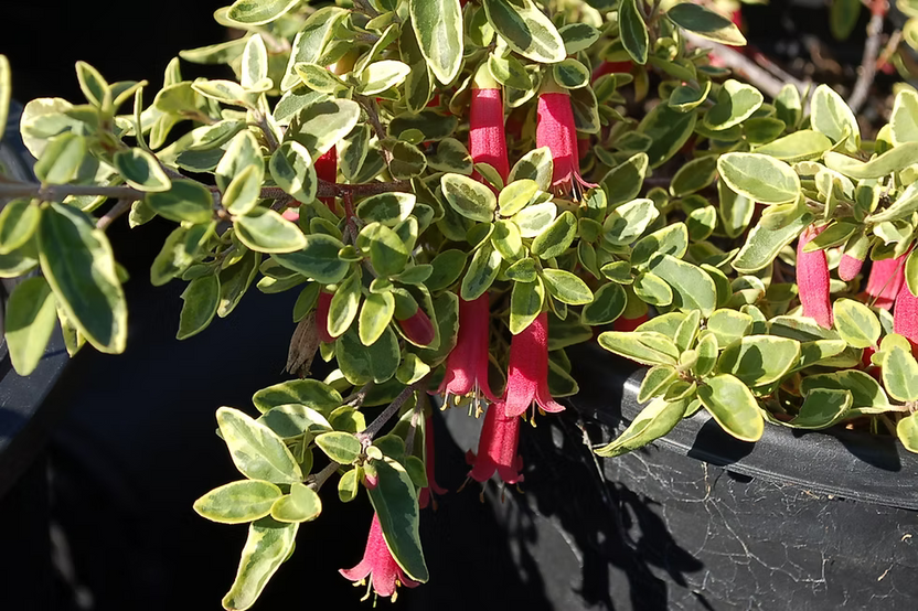 Correa Wyn's Wonder Variegated Australian Fuchsia - 1 Gallon Live Plant