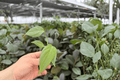Philodendron Dean McDowell 2 Live Starter Plants in Plugs