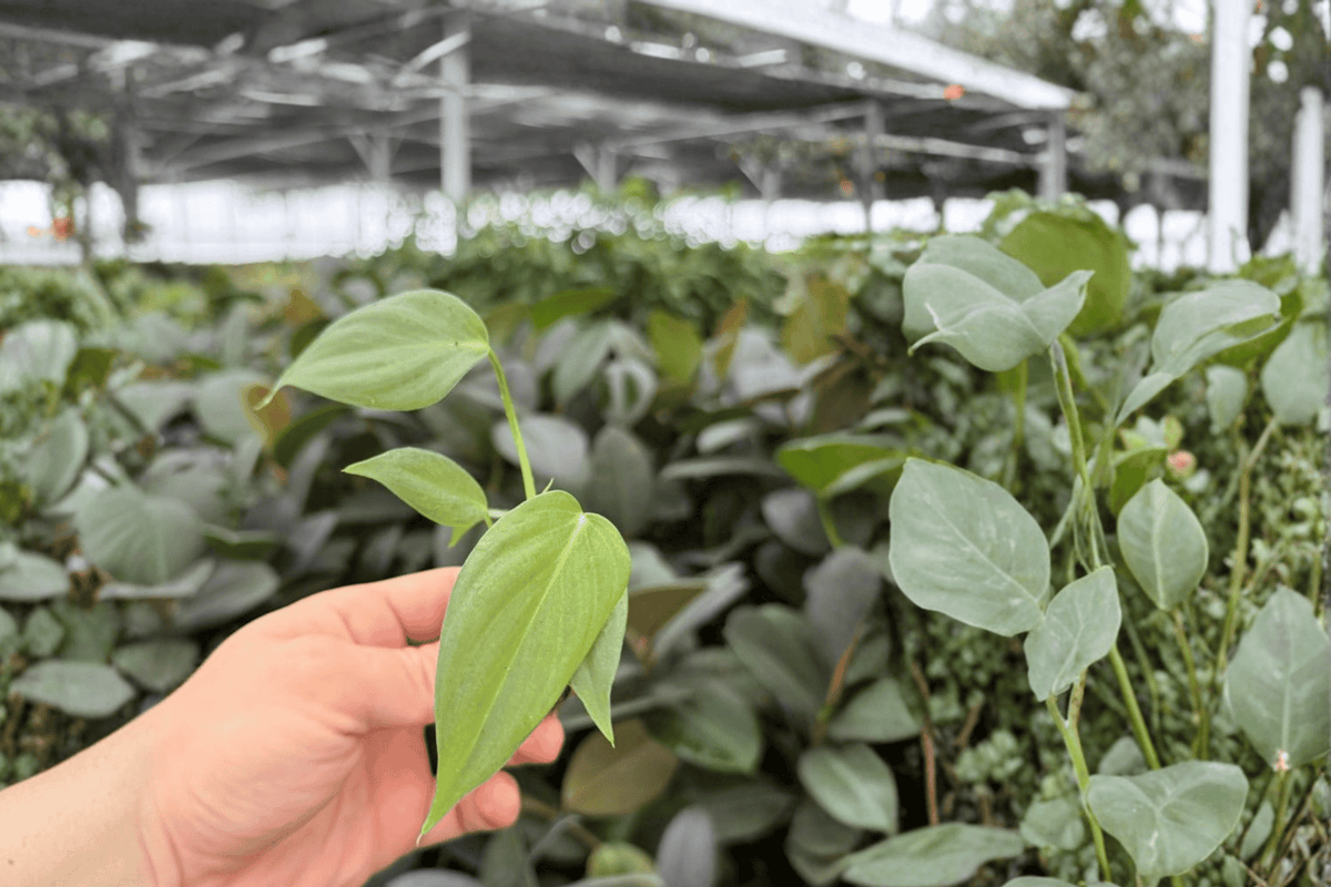 Philodendron Dean McDowell 2 Live Starter Plants in Plugs