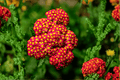 Strawberry Seduction Yarrow (Achillea millefolium 'Strawberry Seduction') - 4-Inch Live Plant