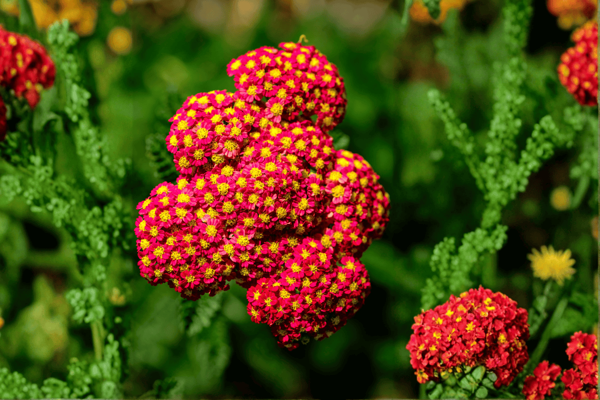 Strawberry Seduction Yarrow (Achillea millefolium 'Strawberry Seduction') - 4-Inch Live Plant